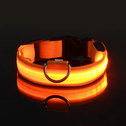 Ham's LED Collar - hams-hop.com