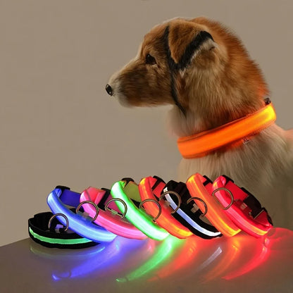 Ham's LED Collar - hams-hop.com